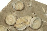 Fossil Shark Vertebrae & Teeth Plate - Morocco #78728-4
